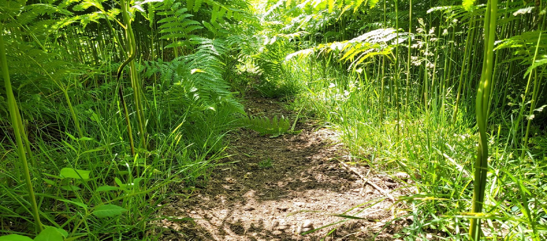 Naturbild 1