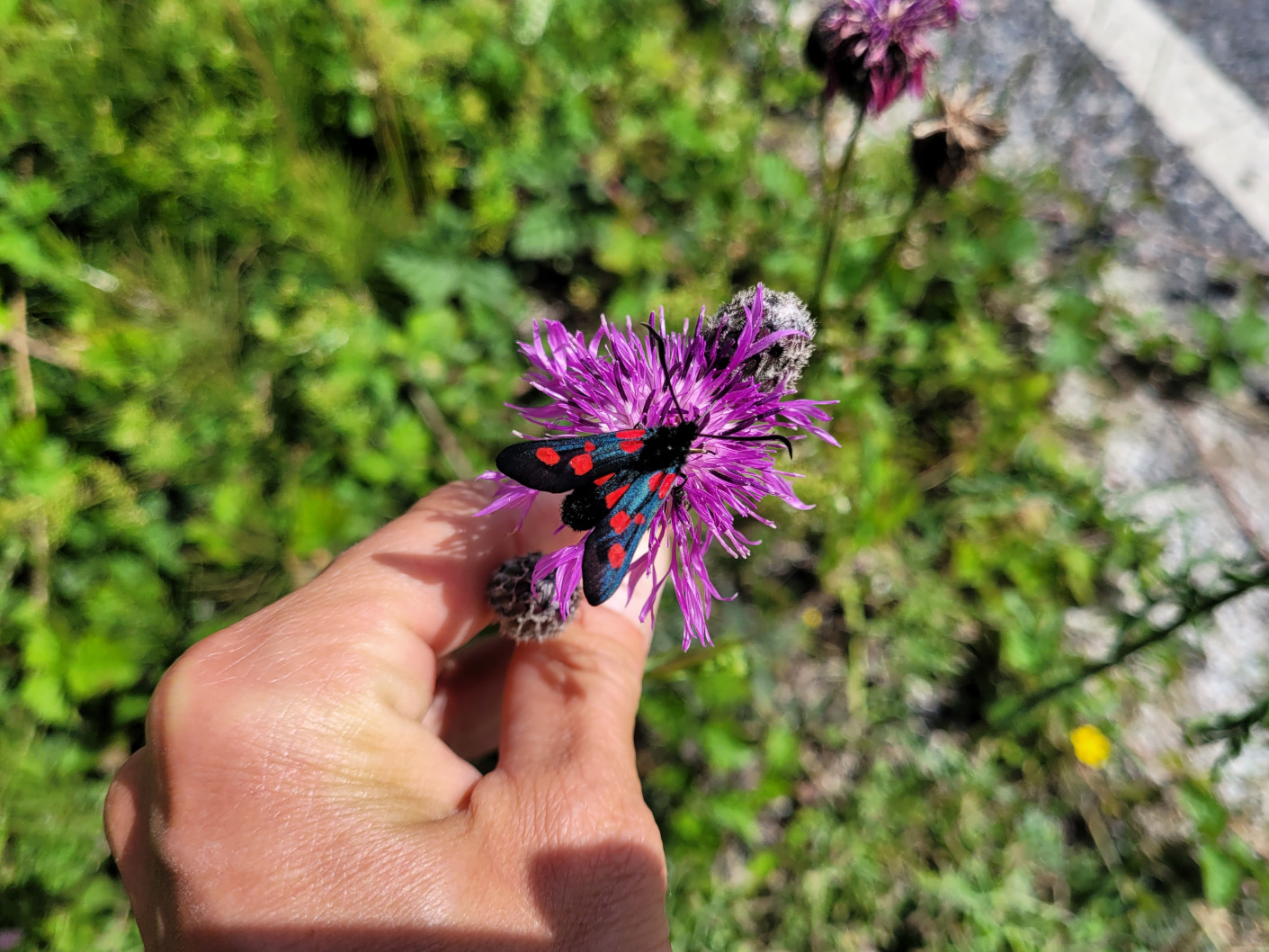 Naturrådgivning huvudbild