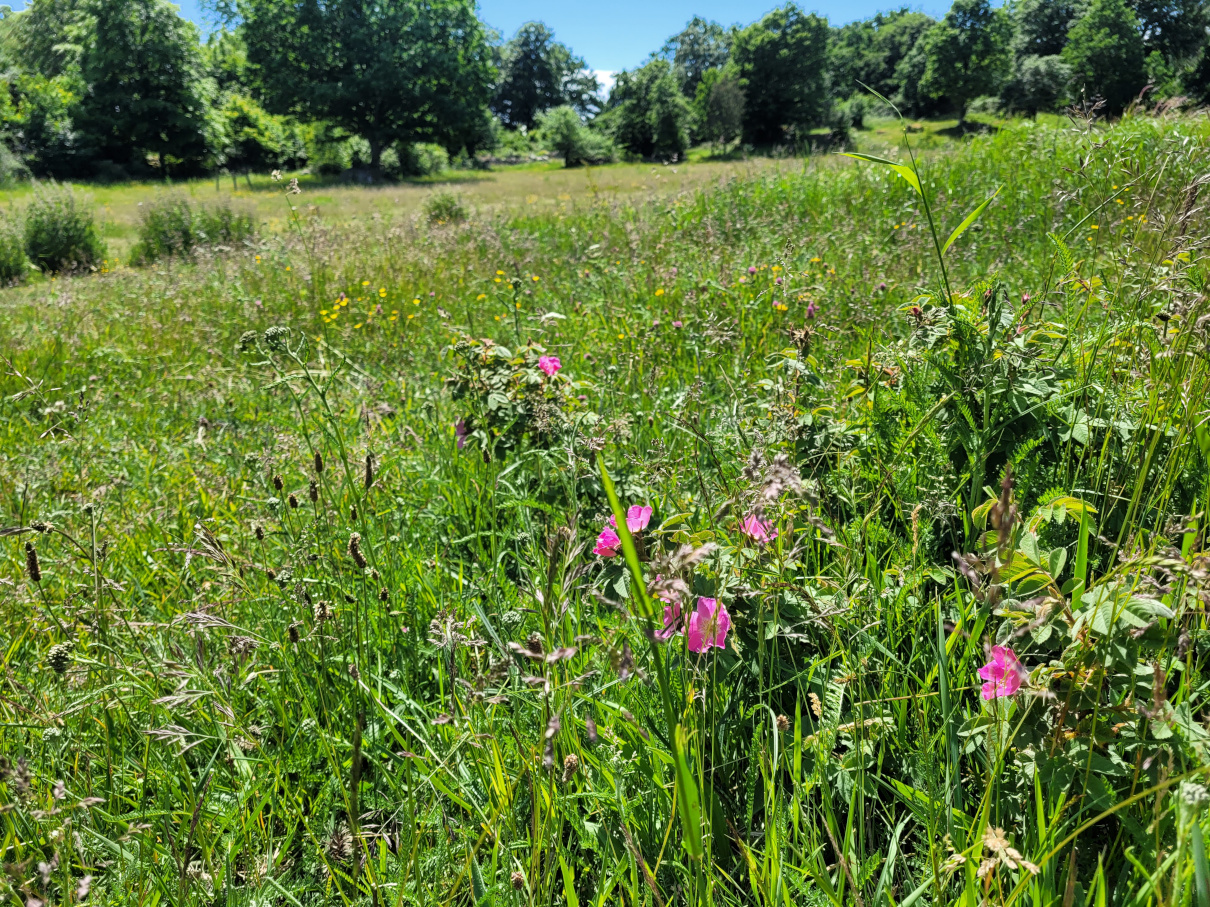 Naturbild 2