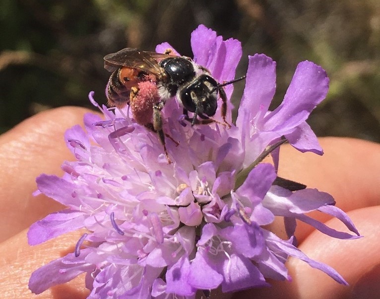 Naturbild 3